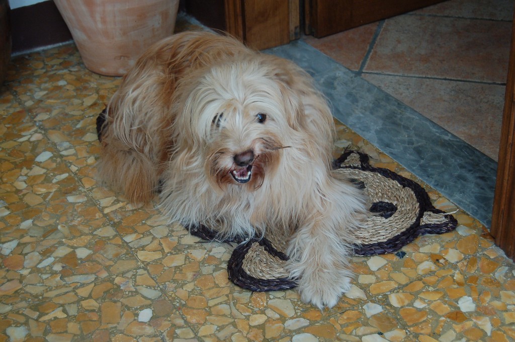 Qui ci sono troppi gatti, apriamo una discussione cani